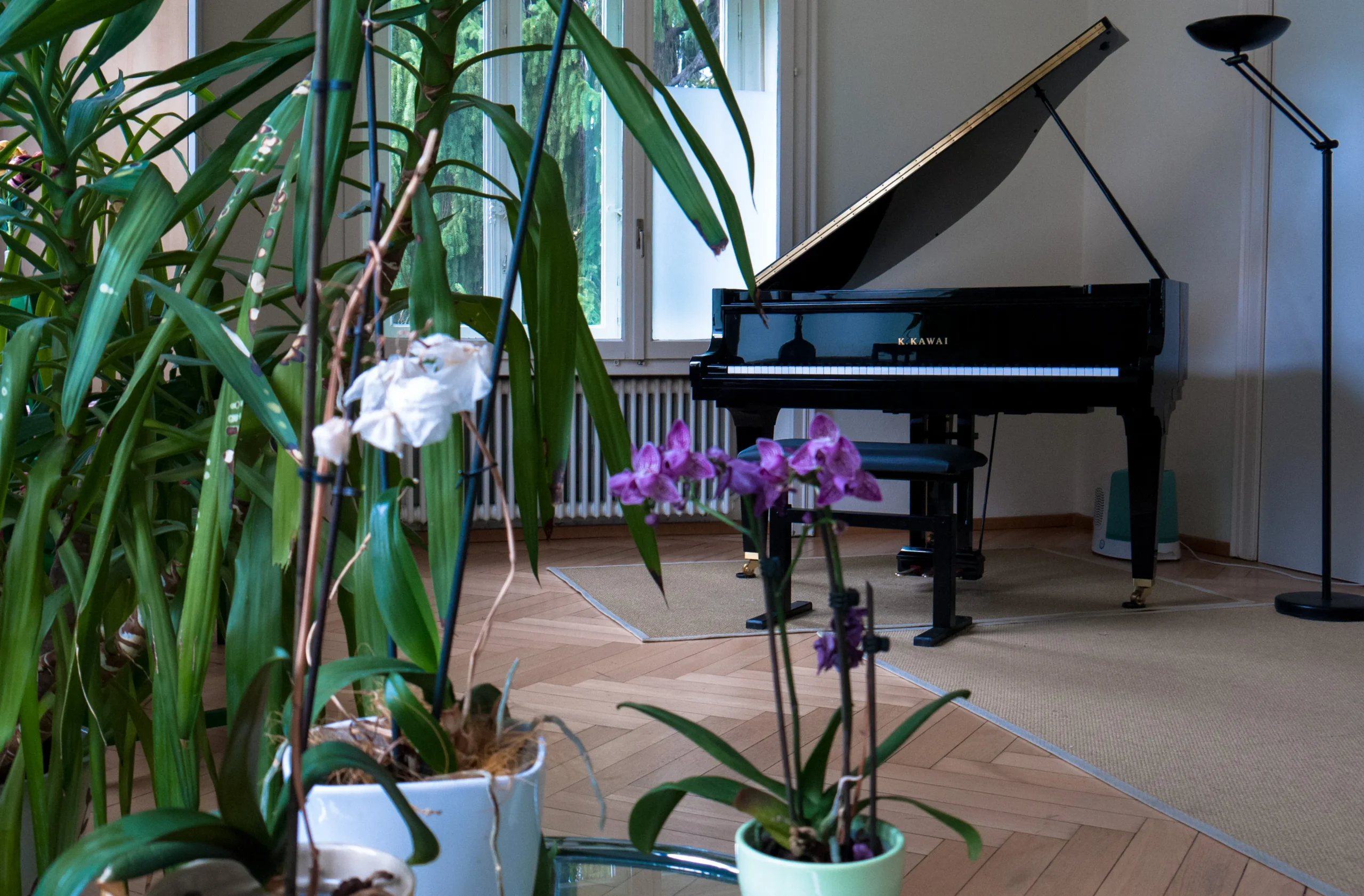 Aula Orchidea